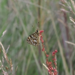 Oreixenica lathoniella at Cotter River, ACT - 17 Feb 2023 07:05 PM