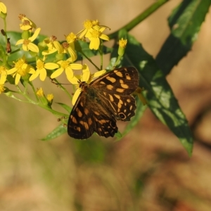 Oreixenica kershawi at Brindabella, NSW - 17 Feb 2023