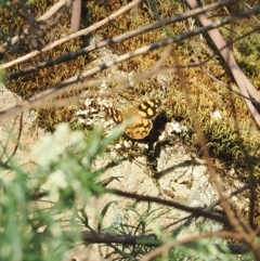 Heteronympha solandri (Solander's Brown) at Brindabella, NSW - 17 Feb 2023 by RAllen