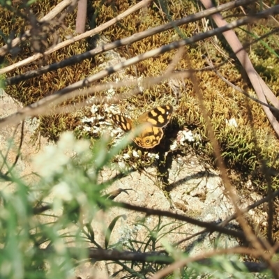 Heteronympha solandri (Solander's Brown) at Brindabella, NSW - 17 Feb 2023 by RAllen