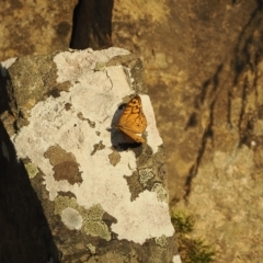 Geitoneura acantha (Ringed Xenica) at Brindabella, NSW - 17 Feb 2023 by RAllen