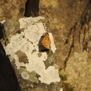 Geitoneura acantha at Brindabella, NSW - 17 Feb 2023