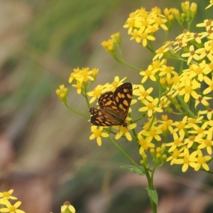 Oreixenica kershawi at Brindabella, NSW - 17 Feb 2023 07:33 PM