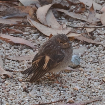 Petroica phoenicea (Flame Robin) at Brindabella, NSW - 17 Feb 2023 by RAllen