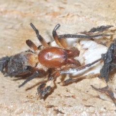 Dysdera crocata (Slater-eating Spider) at Cavan, NSW - 21 Feb 2023 by Harrisi