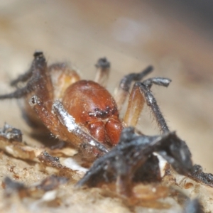 Dysdera crocata at Cavan, NSW - 21 Feb 2023