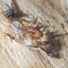 Dysdera crocata at Cavan, NSW - 21 Feb 2023