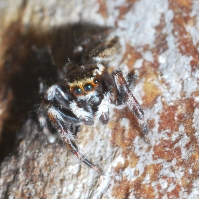 Maratus scutulatus (A jumping spider) at Cavan, NSW - 21 Feb 2023 by Harrisi