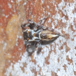 Maratus scutulatus at Cavan, NSW - 21 Feb 2023