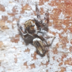 Maratus scutulatus at Cavan, NSW - 21 Feb 2023 03:27 PM