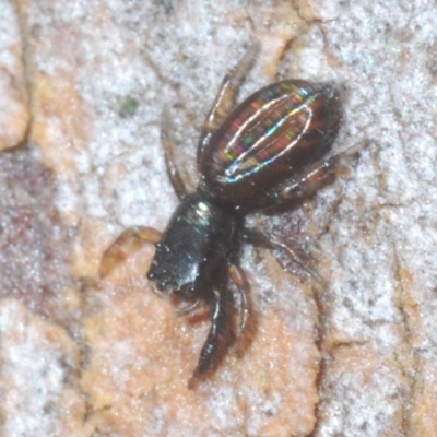 Holoplatys sp. (genus) (Unidentified Holoplatys jumping spider) at Cavan, NSW - 21 Feb 2023 by Harrisi