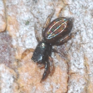 Holoplatys sp. (genus) at Cavan, NSW - 21 Feb 2023