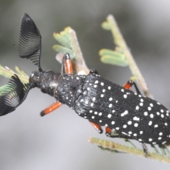 Rhipicera (Agathorhipis) femorata (Feather-horned beetle) at The Pinnacle - 22 Feb 2023 by Harrisi