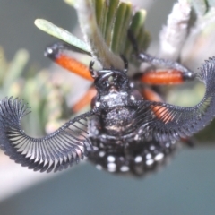 Rhipicera (Agathorhipis) femorata at Weetangera, ACT - 22 Feb 2023 03:17 PM