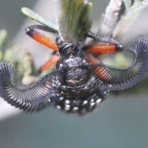 Rhipicera femorata at Weetangera, ACT - 22 Feb 2023 03:17 PM