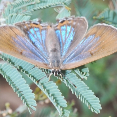 Jalmenus icilius (Amethyst Hairstreak) at The Pinnacle - 22 Feb 2023 by Harrisi