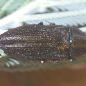 Melobasis sp. (genus) at Weetangera, ACT - 22 Feb 2023 11:11 PM