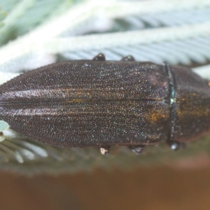 Melobasis sp. (genus) at Weetangera, ACT - 22 Feb 2023