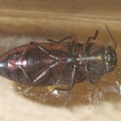 Melobasis sp. (genus) at Weetangera, ACT - 22 Feb 2023