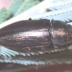 Melobasis sp. (genus) at Weetangera, ACT - 22 Feb 2023 11:11 PM