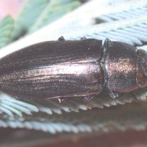 Melobasis sp. (genus) at Weetangera, ACT - 22 Feb 2023