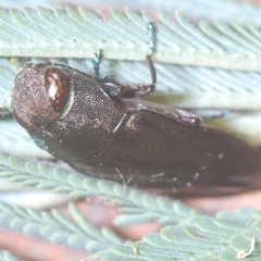 Melobasis sp. (genus) at Weetangera, ACT - 22 Feb 2023