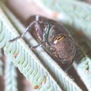 Melobasis sp. (genus) at Weetangera, ACT - 22 Feb 2023