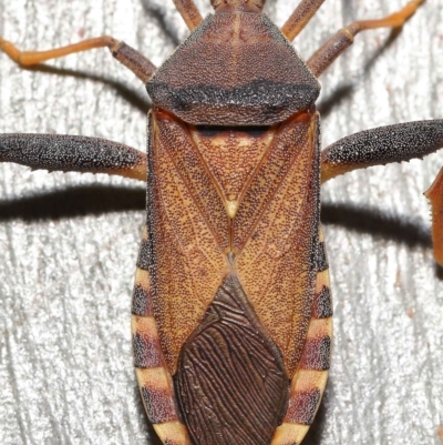Unidentified Shield, Stink or Jewel Bug (Pentatomoidea) at Thorneside, QLD - 22 Feb 2023 by TimL
