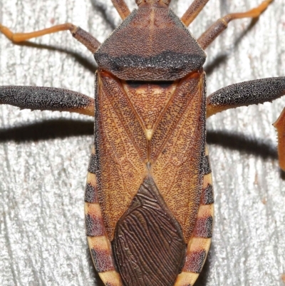 Amorbus alternatus (Eucalyptus Tip Bug) at Thorneside, QLD - 22 Feb 2023 by TimL