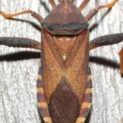 Unidentified Shield, Stink & Jewel Bug (Pentatomoidea) (TBC) at Thorneside, QLD - 22 Feb 2023 by TimL