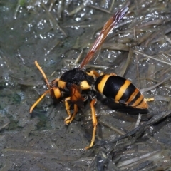 Unidentified Spider wasp (Pompilidae) at Thorneside, QLD - 22 Feb 2023 by TimL