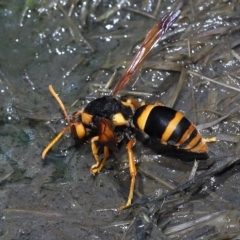 Abispa splendida (Large Potter Wasp) at Thorneside, QLD - 22 Feb 2023 by TimL