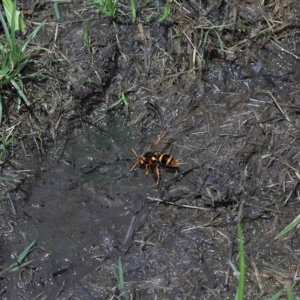 Abispa splendida at Thorneside, QLD - 22 Feb 2023 11:55 AM