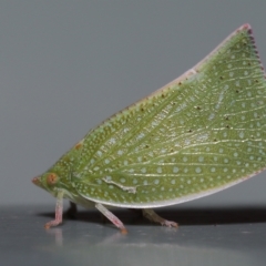 Siphanta acuta at Wellington Point, QLD - 21 Feb 2023 by TimL