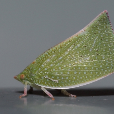 Unidentified Leafhopper or planthopper (Hemiptera, several families) at Wellington Point, QLD - 21 Feb 2023 by TimL