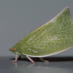 Unidentified Leafhopper & planthopper (Hemiptera, several families) (TBC) at Wellington Point, QLD - 21 Feb 2023 by TimL