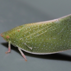 Siphanta (Genus) at Wellington Point, QLD - suppressed