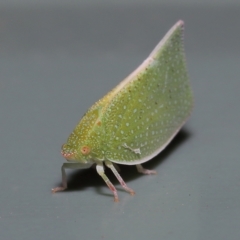 Siphanta (Genus) at Wellington Point, QLD - suppressed
