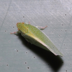 Siphanta (Genus) at Wellington Point, QLD - suppressed