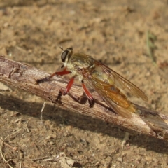 Colepia ingloria (A robber fly) at Pine Island to Point Hut - 22 Feb 2023 by SandraH