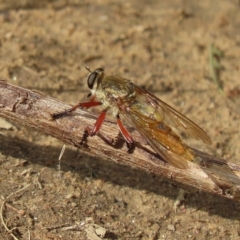 Colepia ingloria (A robber fly) at Pine Island to Point Hut - 21 Feb 2023 by SandraH