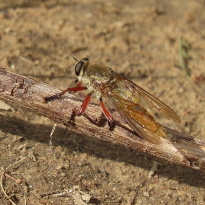 Colepia ingloria (A robber fly) at Pine Island to Point Hut - 21 Feb 2023 by SandraH