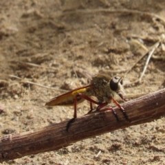 Colepia ingloria at Paddys River, ACT - 22 Feb 2023