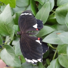 Papilio aegeus (Orchard Swallowtail, Large Citrus Butterfly) at Narrabundah, ACT - 23 Feb 2023 by Hilary8484
