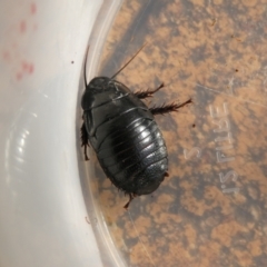 Panesthia australis (Common wood cockroach) at Charleys Forest, NSW - 20 Feb 2023 by arjay