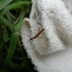 Psilomorpha tenuipes (Longhorn Beetle) at Charleys Forest, NSW - 22 Feb 2023 by arjay