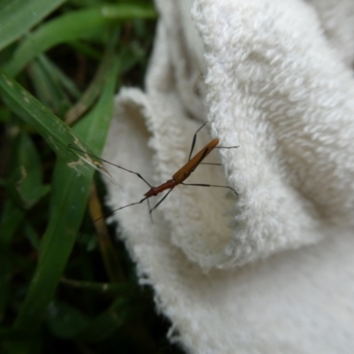 Psilomorpha tenuipes (Longhorn Beetle) at Charleys Forest, NSW - 22 Feb 2023 by arjay