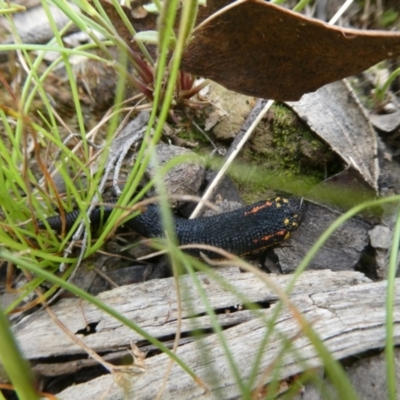 Hirudinea sp. (Class) (Unidentified Leech) at QPRC LGA - 20 Feb 2022 by arjay