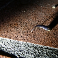 Hirudinea sp. (Class) at Charleys Forest, NSW - suppressed