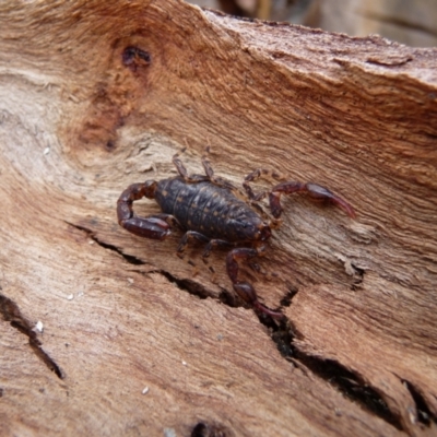 Cercophonius squama (Wood Scorpion) at QPRC LGA - 8 Oct 2016 by arjay